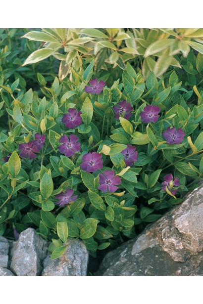 Барвінок малий Атропурпуреа в ландшафті